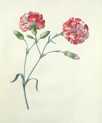 Œillet